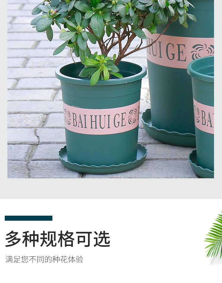鲜活花卉多肉植物