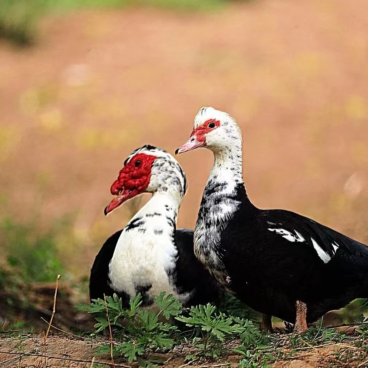 农家散养3年老母番鸭土鸭新鲜现杀两只煲汤包邮