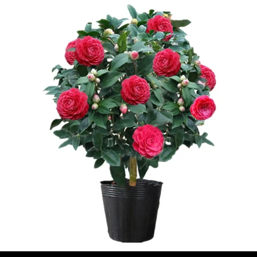 四季茶花一物一拍耐寒耐高温