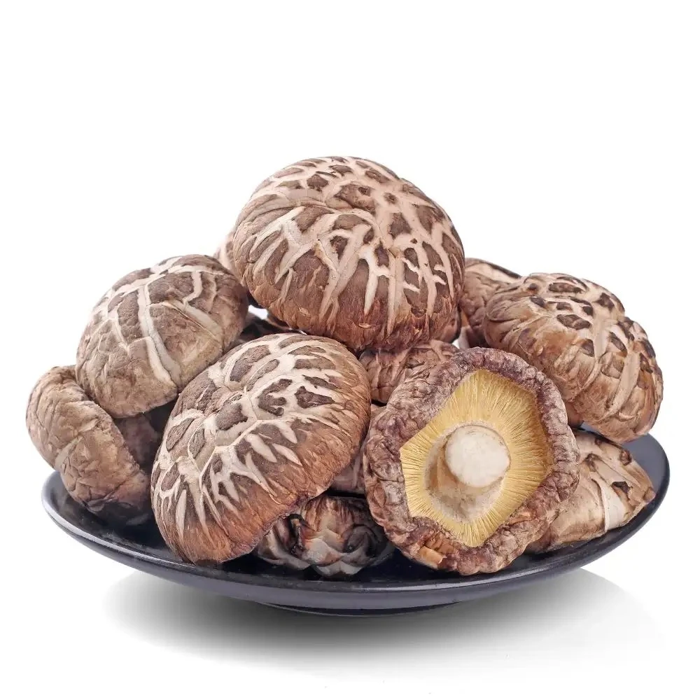 【等于弟】花菇 菌菇味香肉厚煲汤炒菜美食