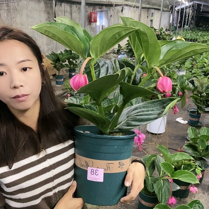 木本植物木本花卉38