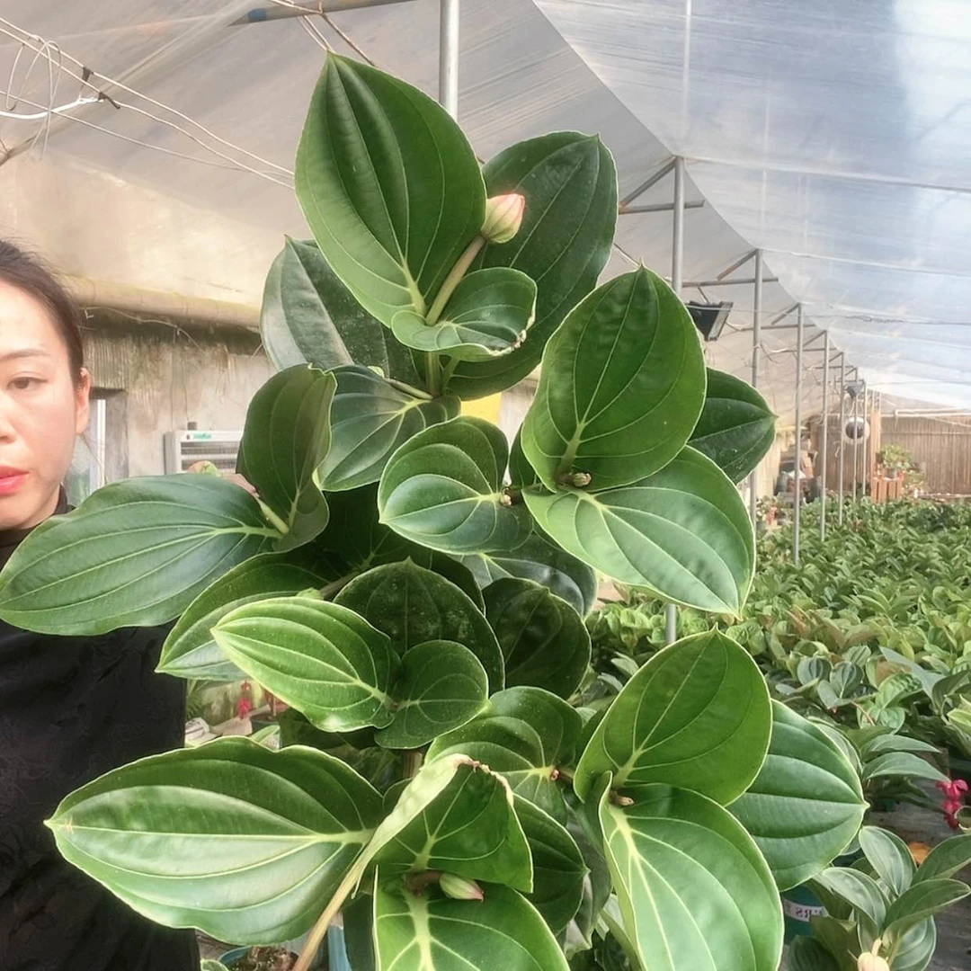 【闪购商品】a a a a a