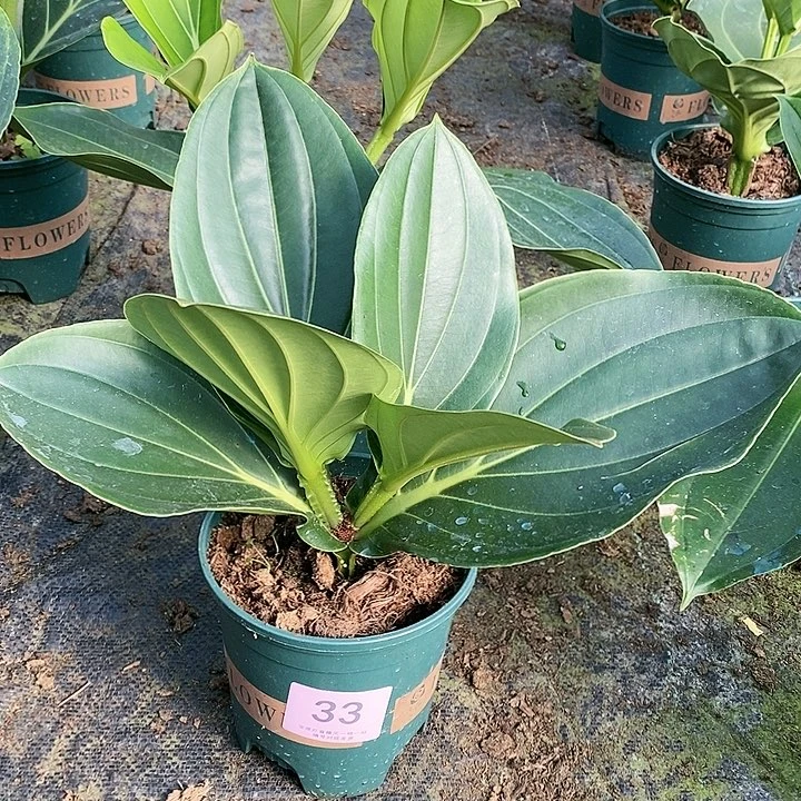 木本植物木本花卉33