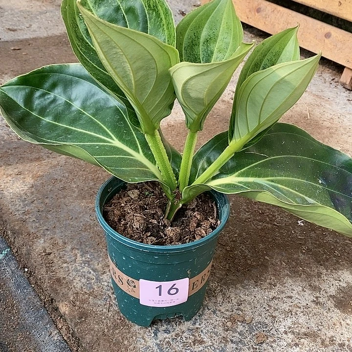 木本植物木本花卉16