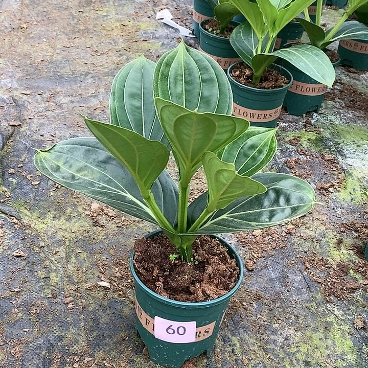 木本植物木本花卉60