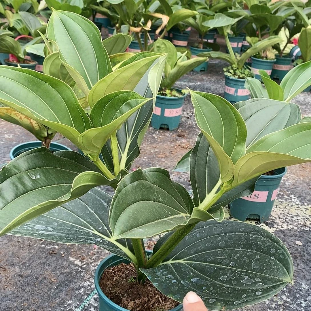 木本植物木本花卉04