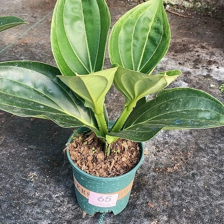 木本植物木本花卉65