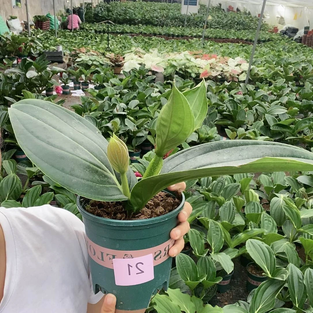 木本植物木本花卉21