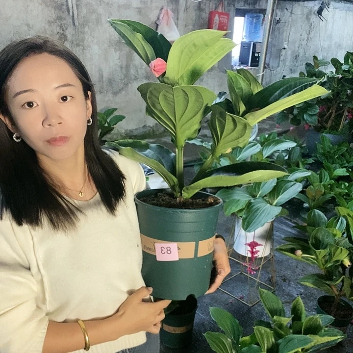 木本植物J**y木本花卉83