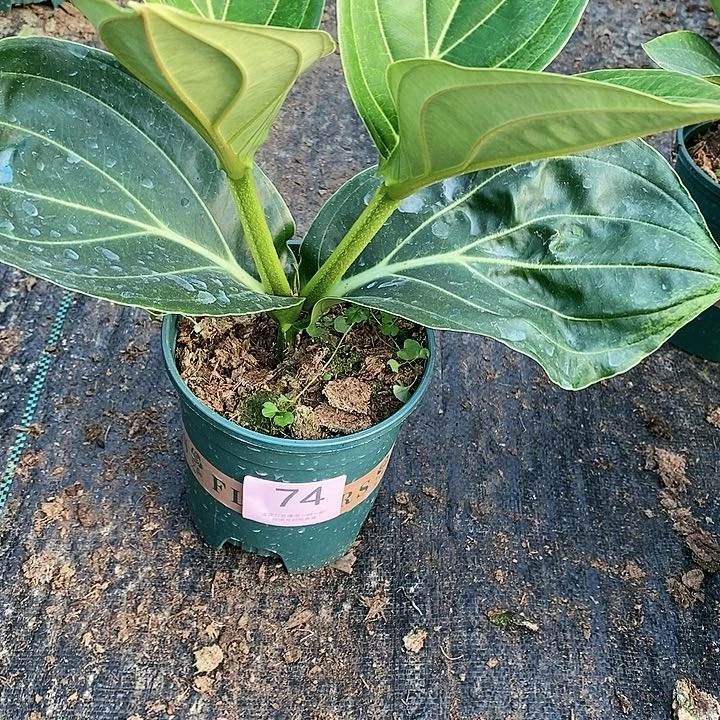 木本植物木本花卉74