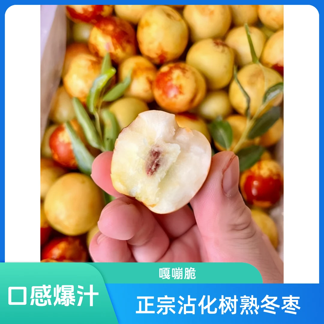 正宗沾化脆甜冬枣新鲜采摘 枣园直发 爽口无渣 甘甜爆汁5斤箱