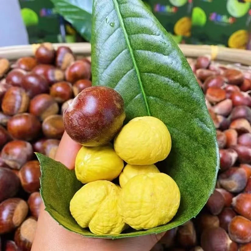 【头茬新板栗】贵州高山新鲜老树板栗省生吃脆甜熟吃粉糯坏果包赔