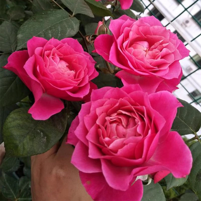 【3棵包邮】永远的马焦雷大花微月月季花苗盆栽阳台绿植蔷薇玫瑰