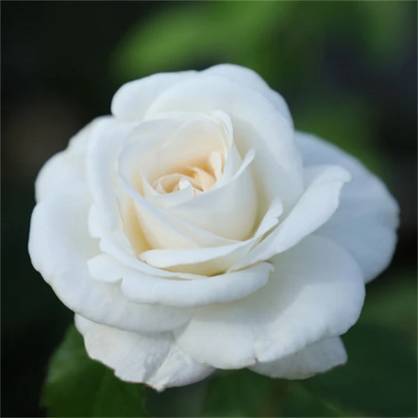 珍妮莫罗大花浓香月季苗盆栽阳台庭院白色玫瑰勤花耐寒绿植花卉