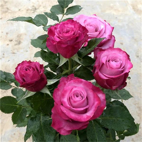 【3棵包邮】嫣然玫瑰花苗多头丰花灌木大花浓香月勤开切花玫瑰