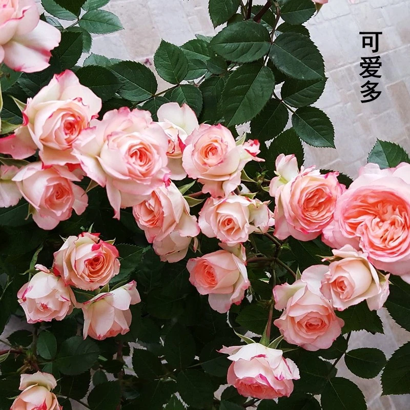 【3棵包邮】可爱多月季玫瑰花苗阳台微型勤花四季花卉庭院小灌木花