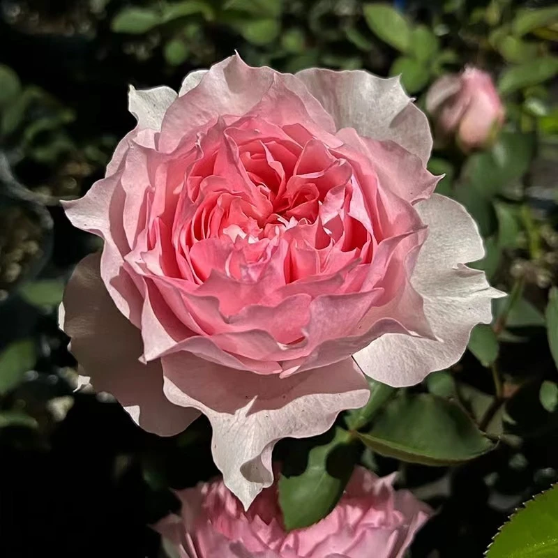 【3棵包邮】莫妮卡戴维月季玫瑰花苗大花勤花阳台庭院盆栽四季开花