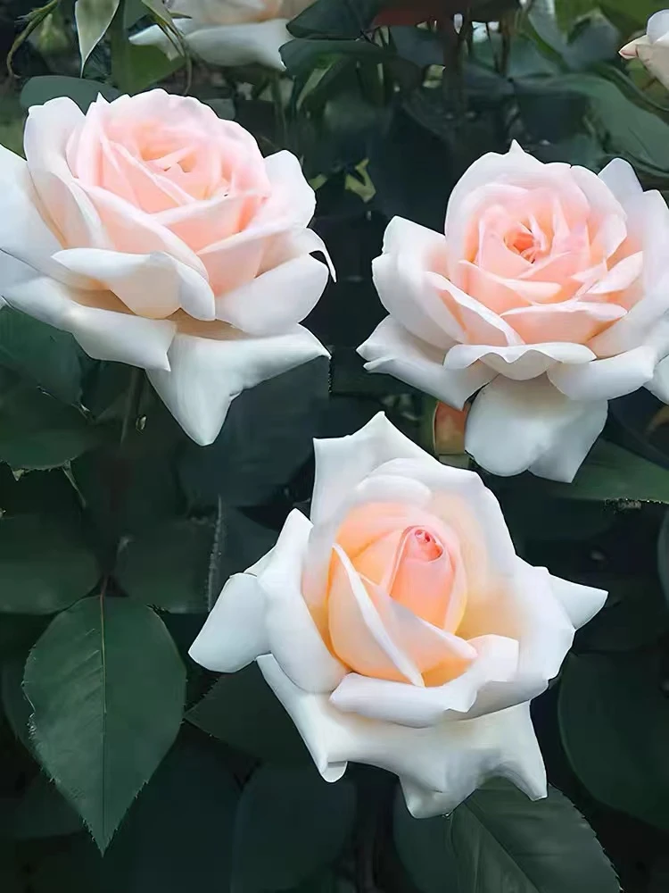 花园宝藏月季 灌木大花强香 直立勤花抗病 长势强壮