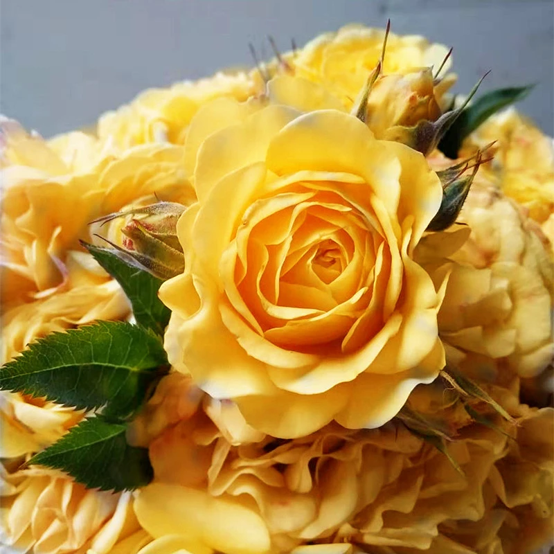 狮子座阳台月季扦插花苗星座系列四季多花玫瑰苗绿植庭院露台花卉