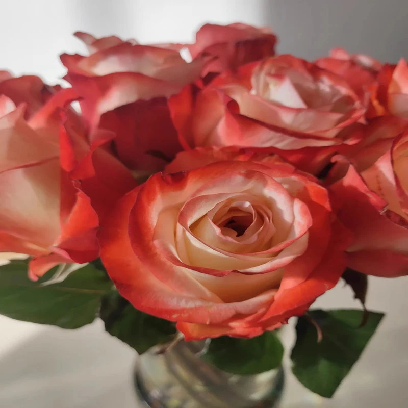 【3棵包邮】法尔法拉切花月季玫瑰复色勤花盆栽花卉阳台庭院