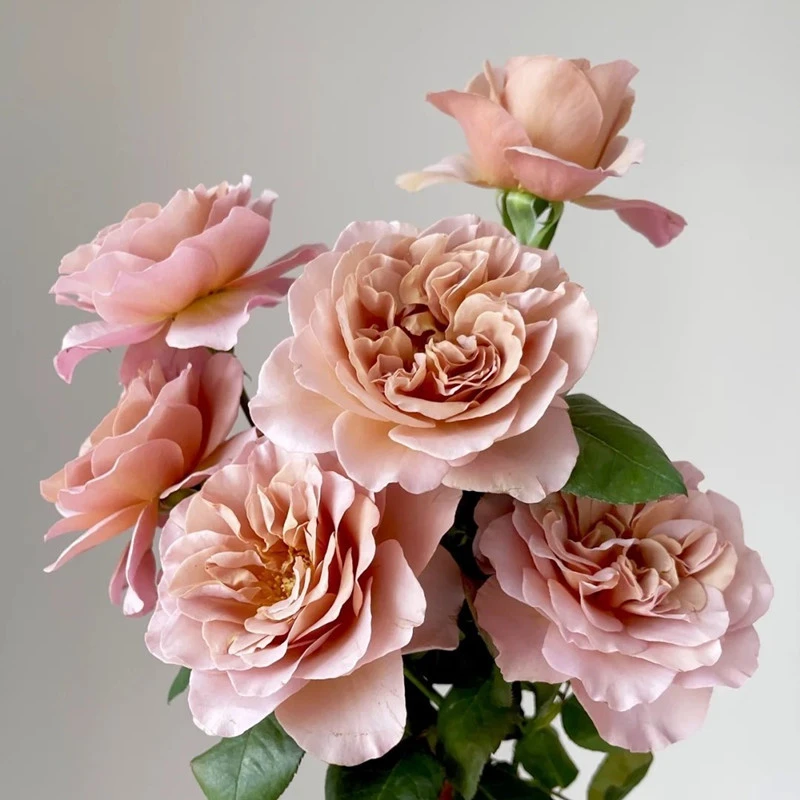 【3棵包邮】拿铁咖啡复色月季颜色多季节开花盆栽花苗阳台花卉玫瑰