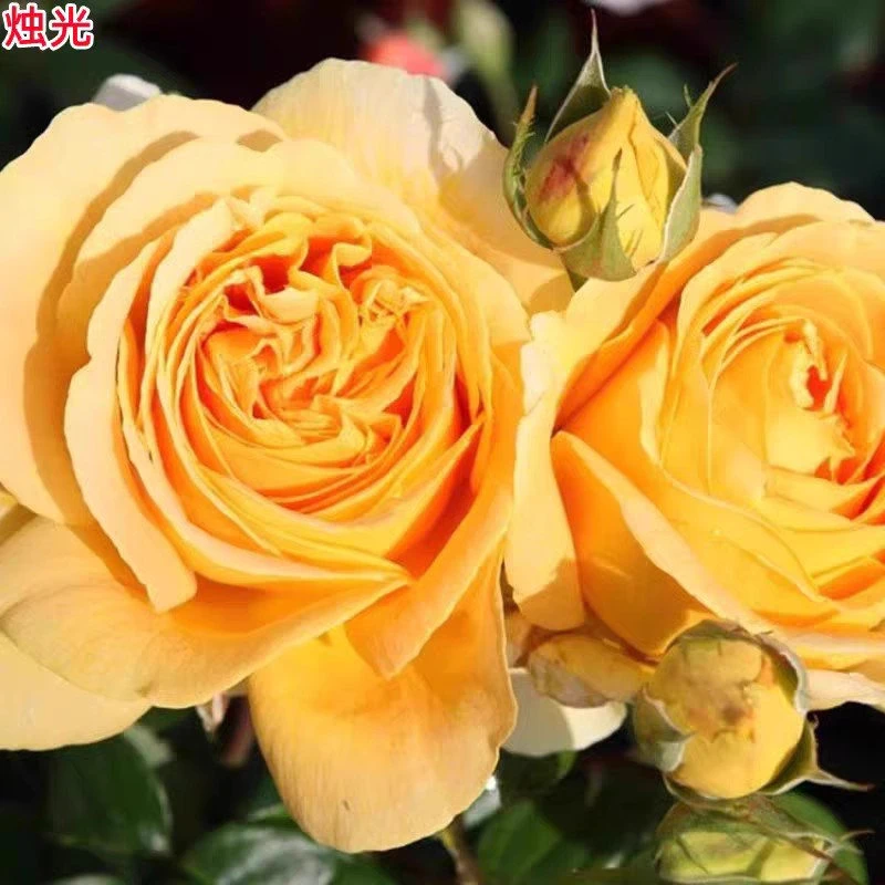 【小苗3棵包邮】烛光/全球美人月季玫瑰花苗阳台盆栽庭院花卉多季开