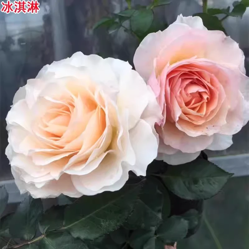 【3棵包邮】冰淇淋阳台月季苗海神王芽变微月多季庭院花卉盆栽玫瑰