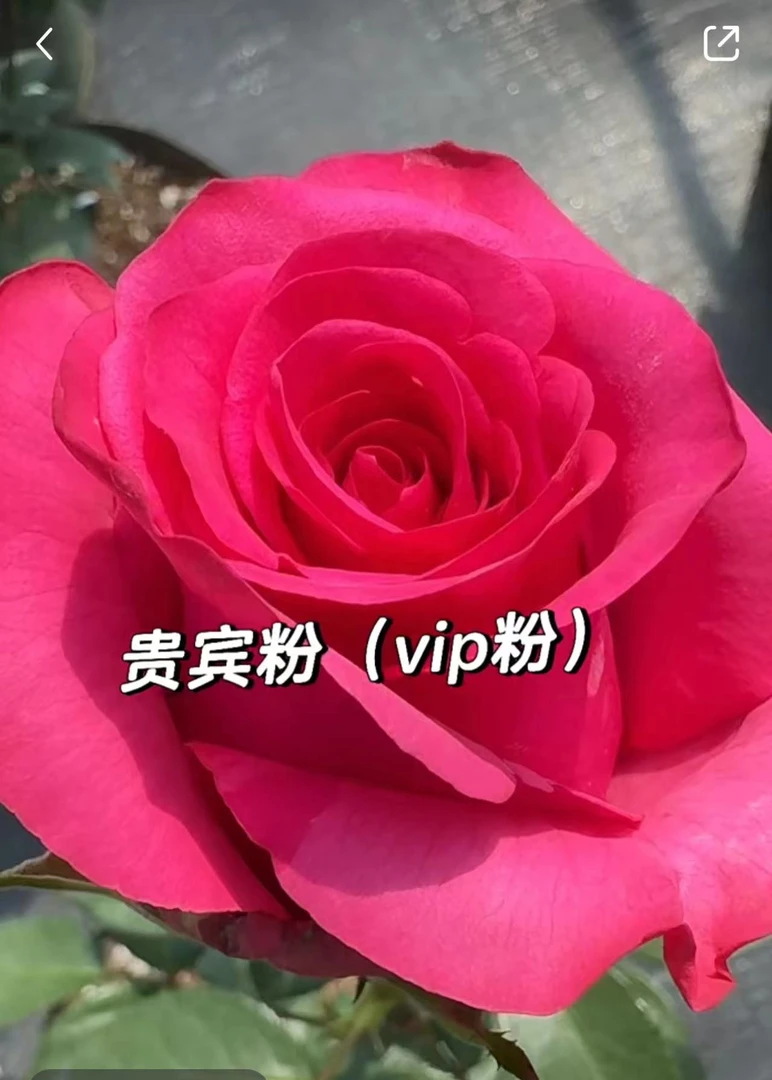 【VIP粉/贵宾粉】切花玫瑰月季耐热抗病花苗绿植盆栽阳台庭院花卉