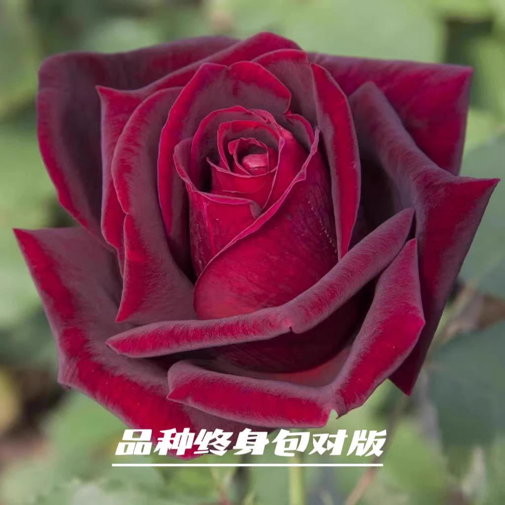 【3棵包邮】暗香月季玫瑰黑巴克升级版浓香阳台花卉盆栽庭院四季开