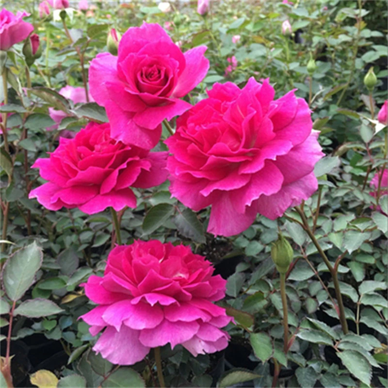【3棵包邮】天方夜潭月季玫瑰花苗浓香阳台庭院盆栽花卉多季节开花
