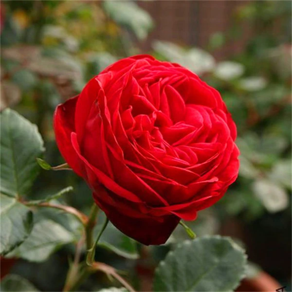 【3棵包邮】茶花女月季花苗深红色切花四季勤花庭院花卉阳台盆栽