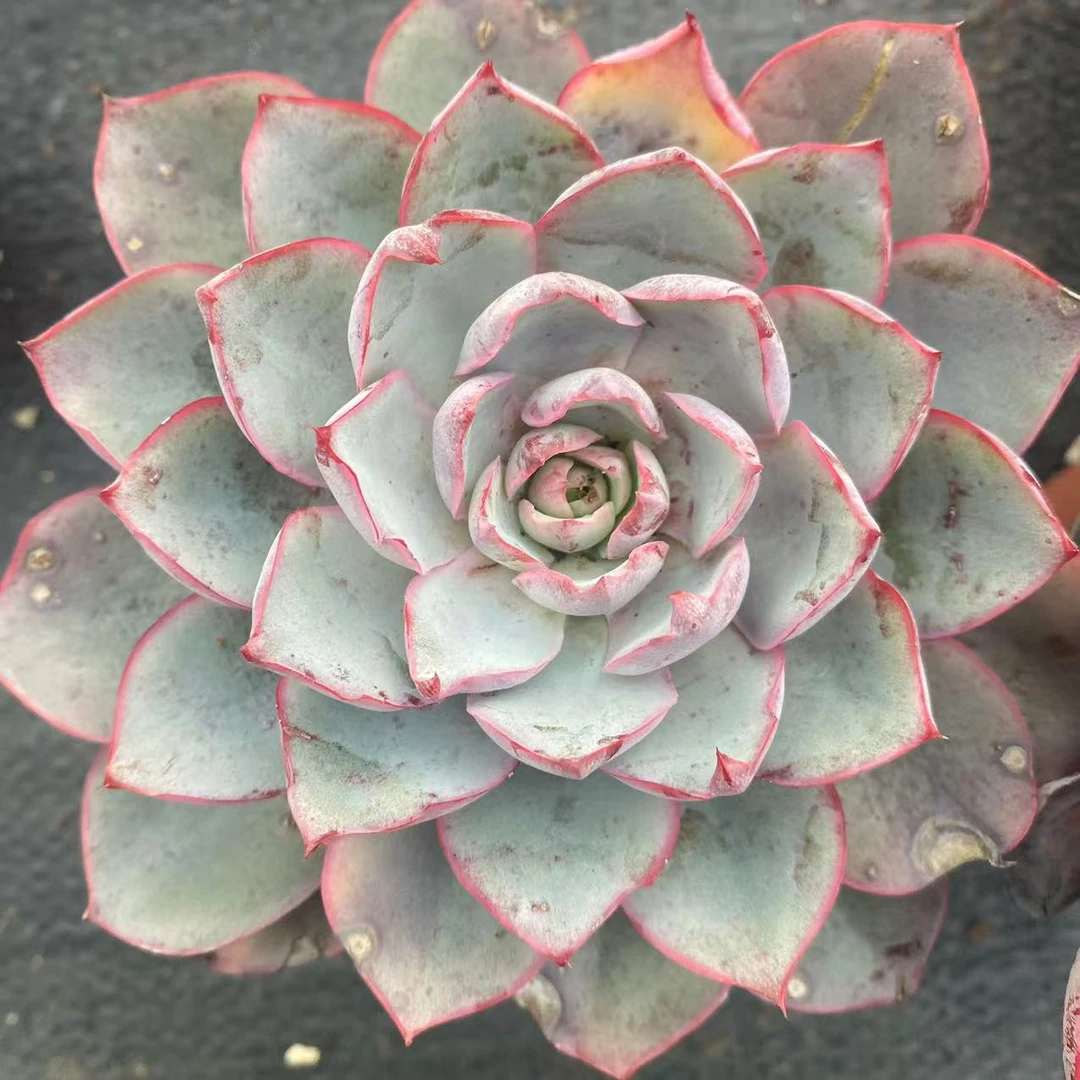 赫拉多肉植物好养护