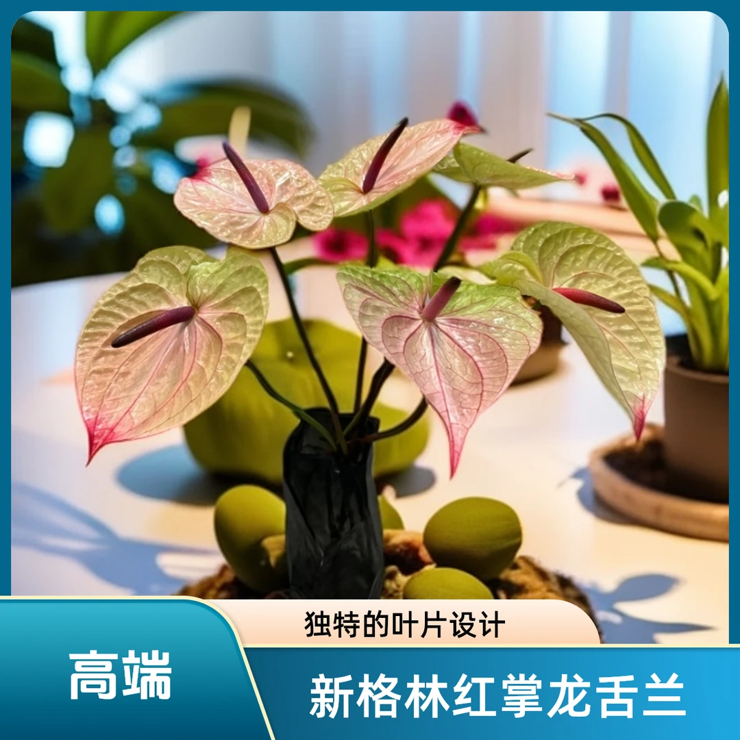 新格林红掌【龙舌兰】基地直发