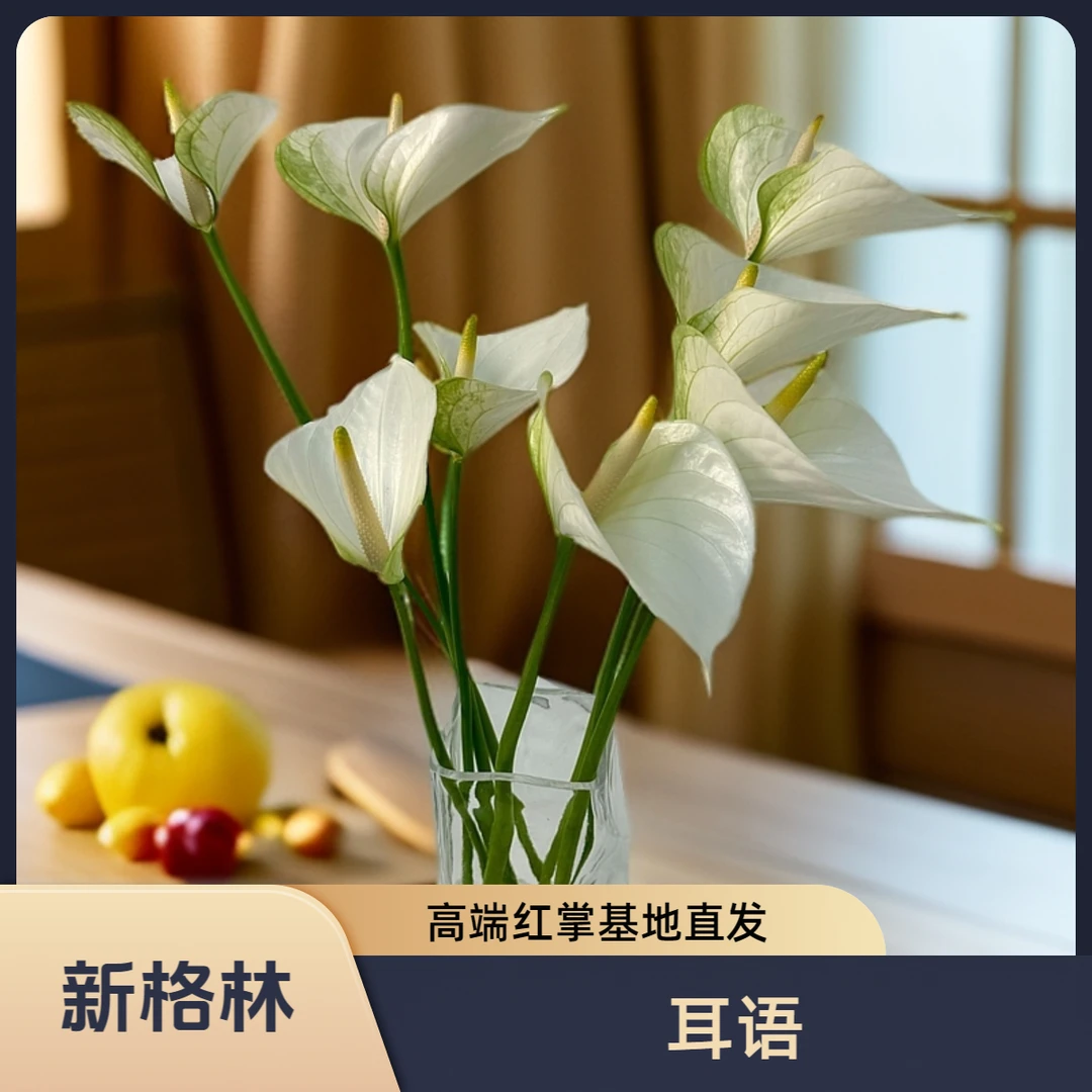 新格林白色掌【耳语】基地直发