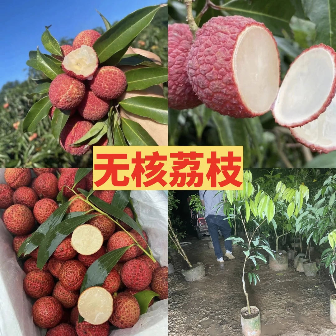 果树苗 无核荔枝苗 果大肉厚 无核品种 汁水多 产量高 盆栽地栽