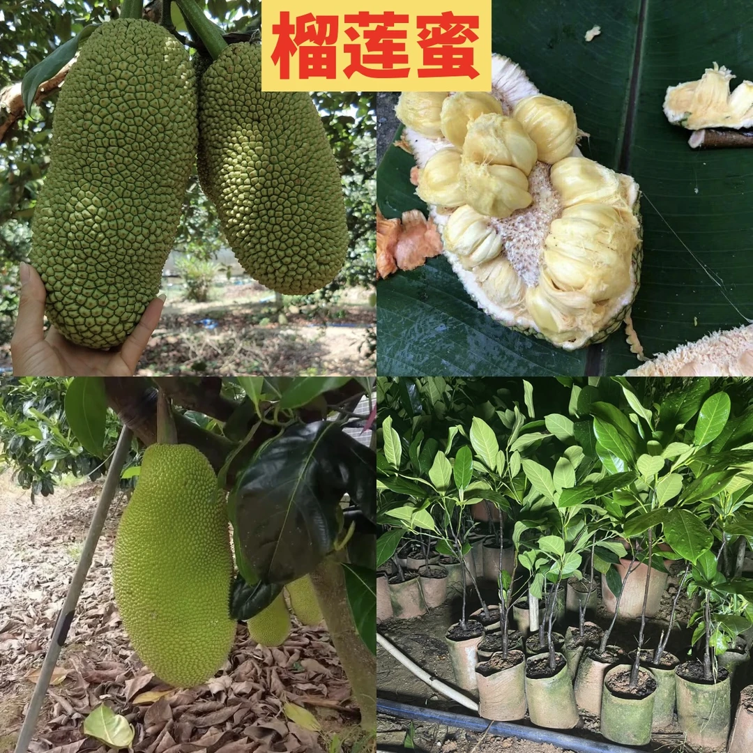 果树苗 榴莲蜜果苗 榴莲菠萝蜜  南方种植 易生根大小规格都有