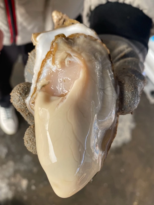 山东 生蚝 肥蚝4斤/7斤顺丰包邮 现捞现发 包活包肥 坏单包赔