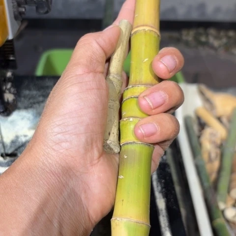 l*h实心竹竹竹竹竹竹竹竹