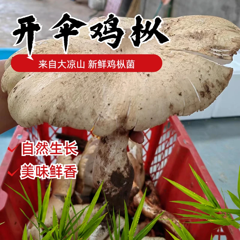 开伞鸡枞】四川云南新鲜野生鸡枞菌斗鸡菇黑帽独朵开伞顺丰空运