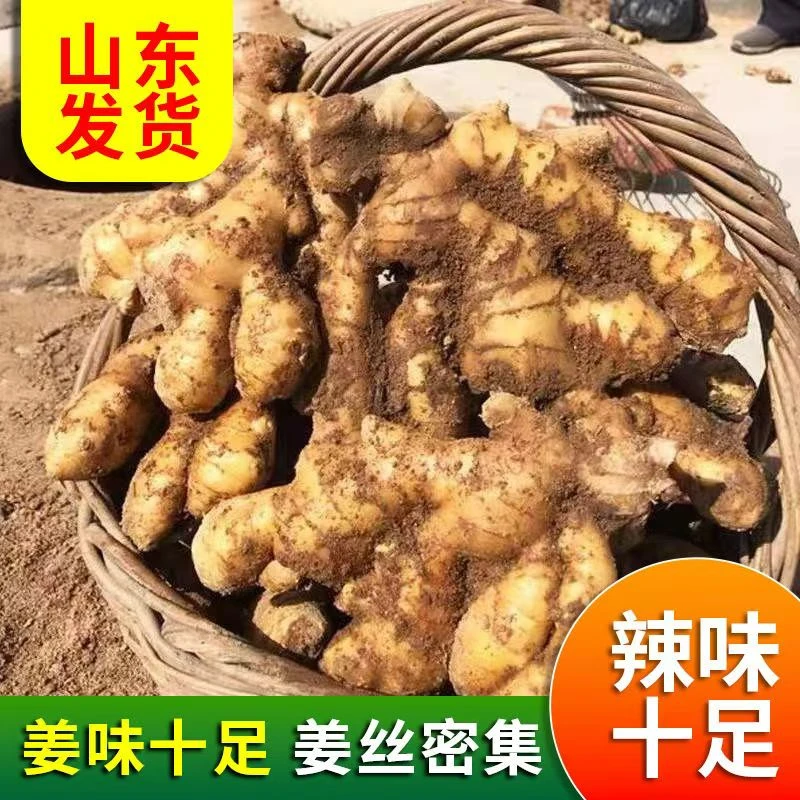 山东正宗小黄姜 品质保证 姜味浓郁 新鲜实惠