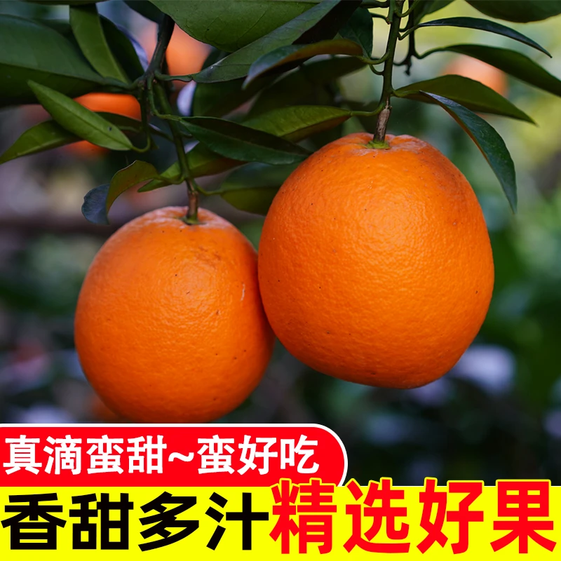 湖北秭归伦晚脐橙果肉饱满细腻多汁现摘新鲜当季水果