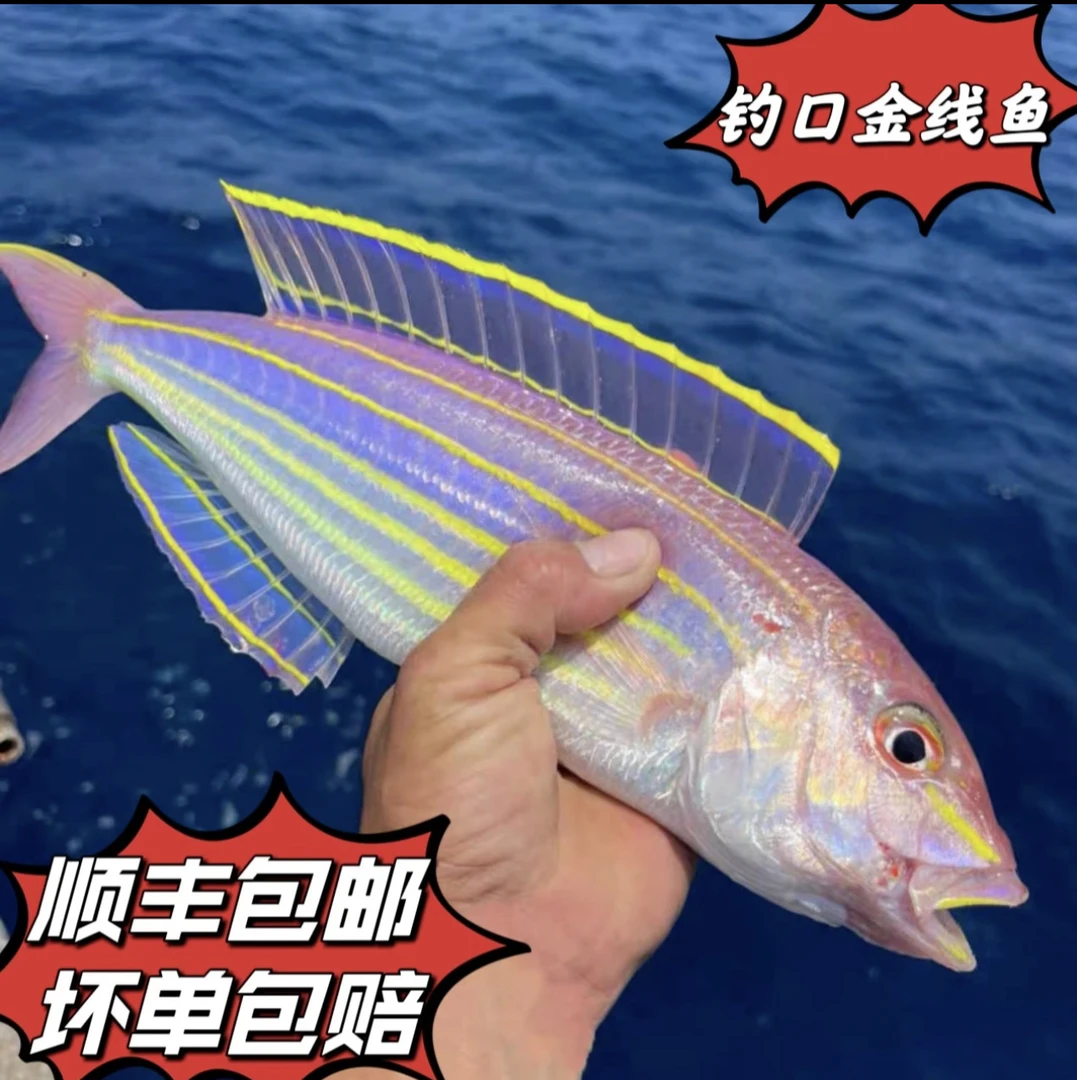 广东汕尾港新鲜海鲜现称野生海鲜：金线鱼 红杉鱼