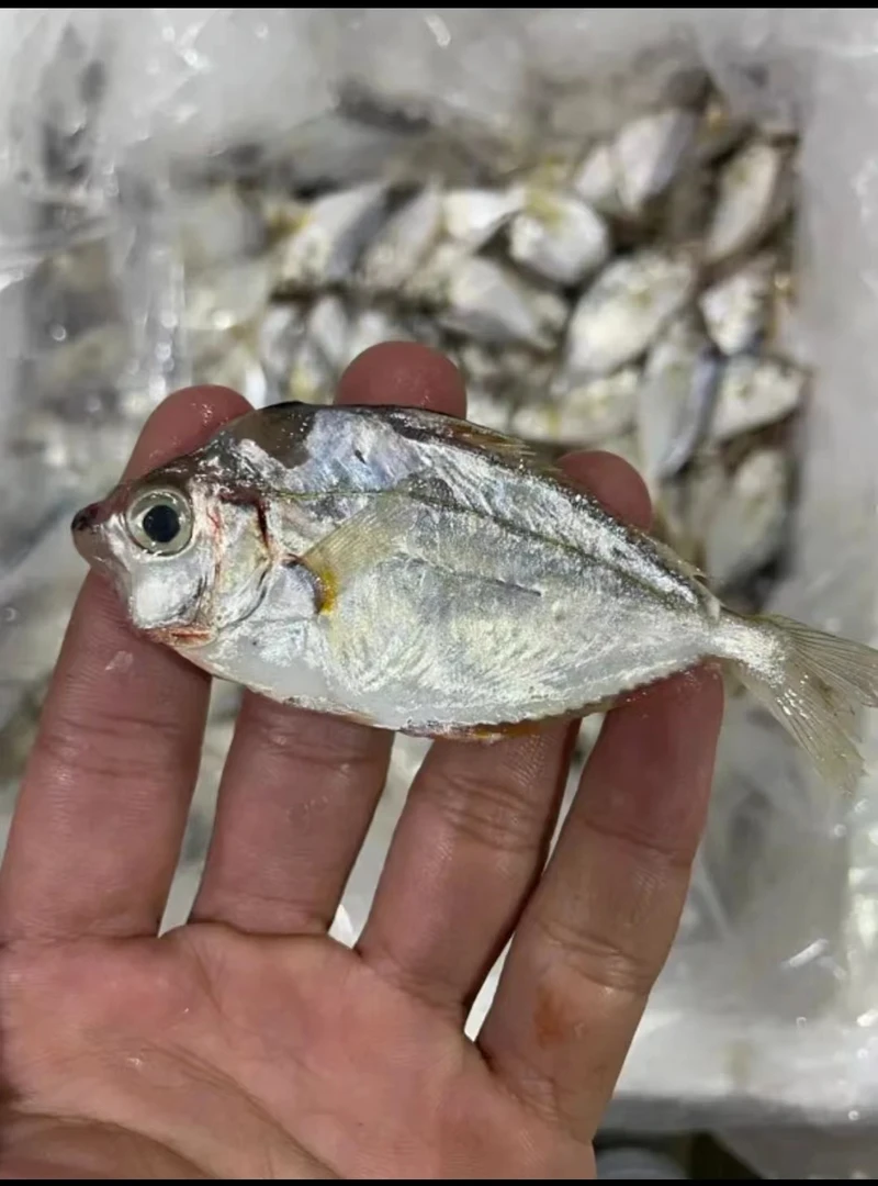 广东省汕尾港口海鲜：油立仔，油立鱼，新鲜速冻发货