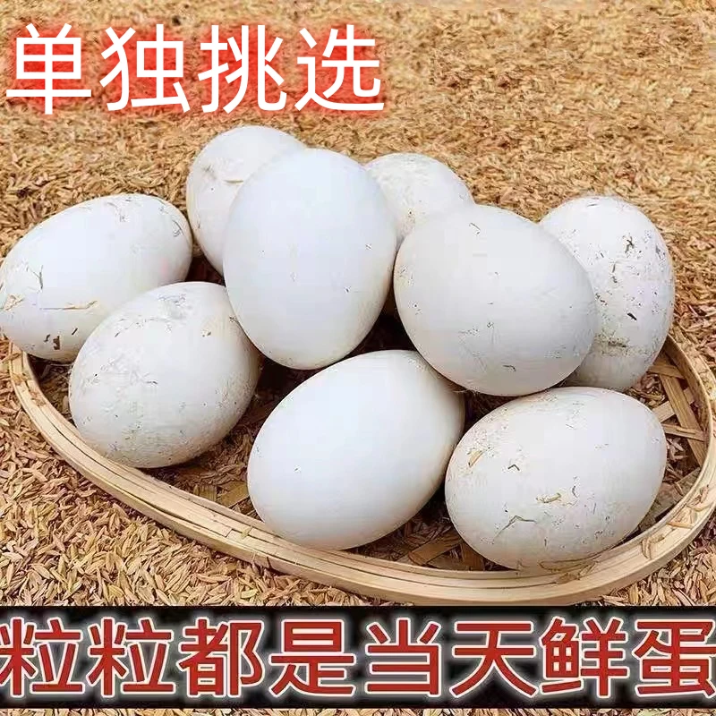 农家大鹅蛋新鲜土鹅蛋农家散养孕妇去胎毒生鹅蛋鹅蛋现捡发6-24枚