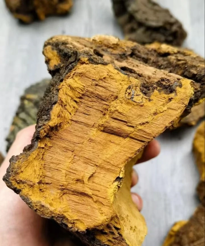 尼泊尔【桑黄】（高海拔）珍藏阿力专属