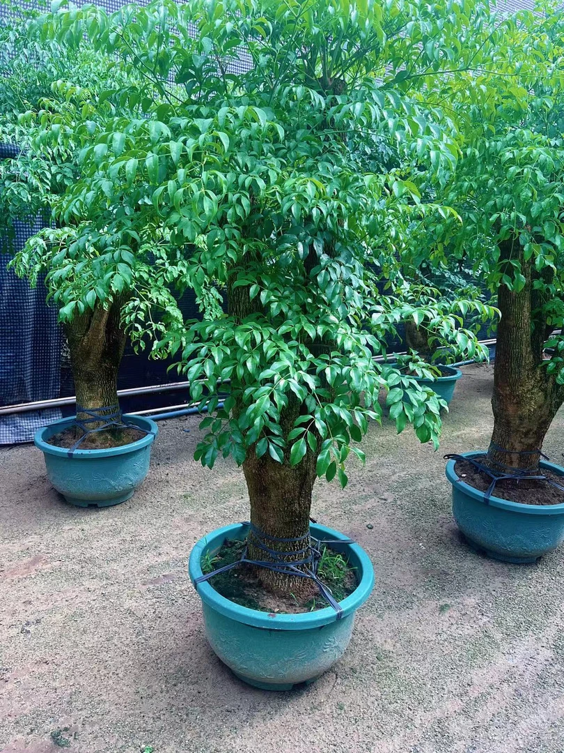 老桩幸福树大型盆栽室内客厅办公室茶室绿植花卉盆景小叶赤楠园艺