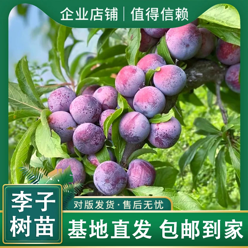 当年果【春季万物复苏】国峰7号大红袍李子带原土发货南北均可种植