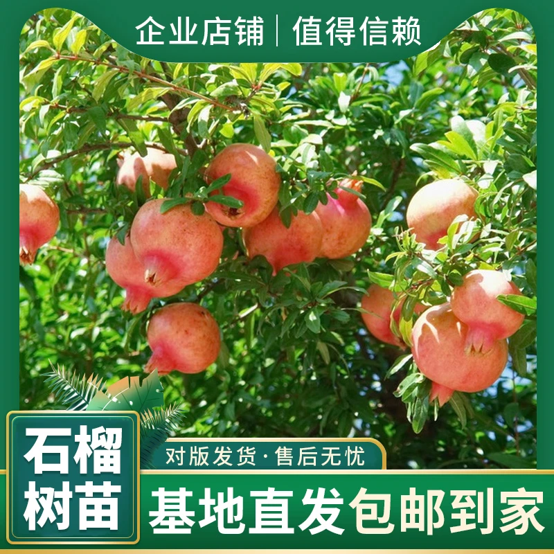 【新品种】突尼斯软籽石榴树，现挖现发，带原土发货，南北方均可种植
