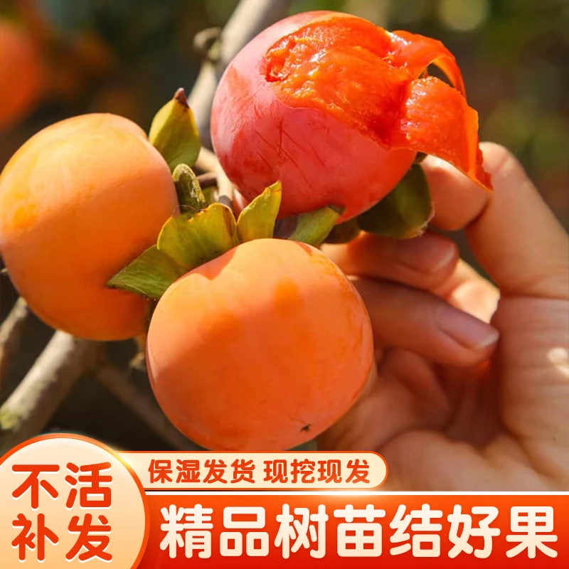 【新品种】基地新培育糖心脆甜柿子树 ，庭院阳台均可种植！