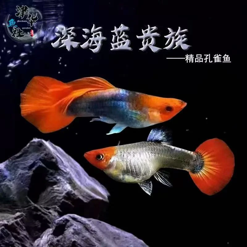 深海蓝贵族蓝红头水族孔雀鱼热带鱼观赏鱼高端淡水鱼小型鱼